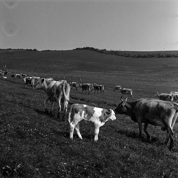 minerva_1988_agrar_c6r1_010