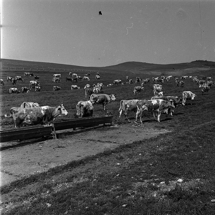 minerva_1988_agrar_c6r1_011