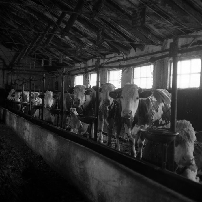 minerva_1988_agrar_c6r5_014