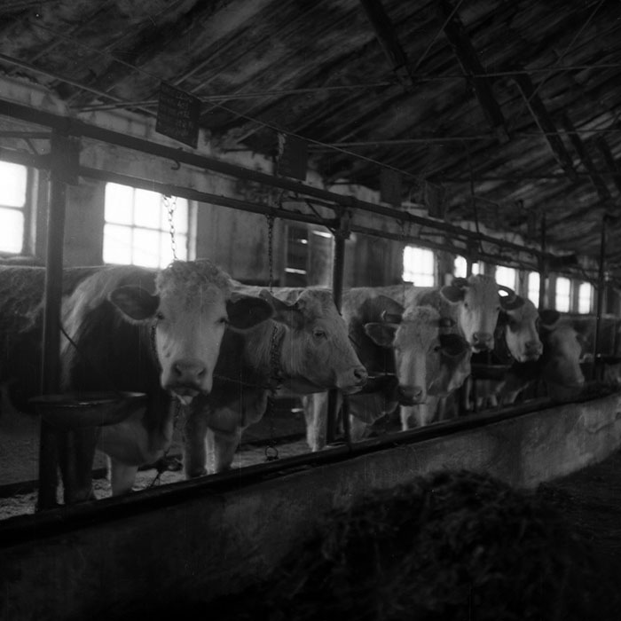 minerva_1988_agrar_c6r5_016