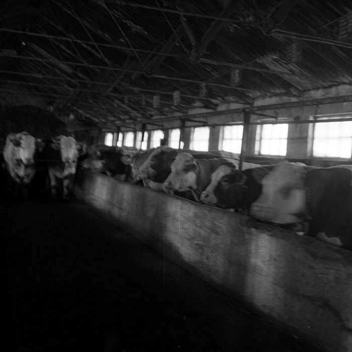 minerva_1988_agrar_c6r5_020