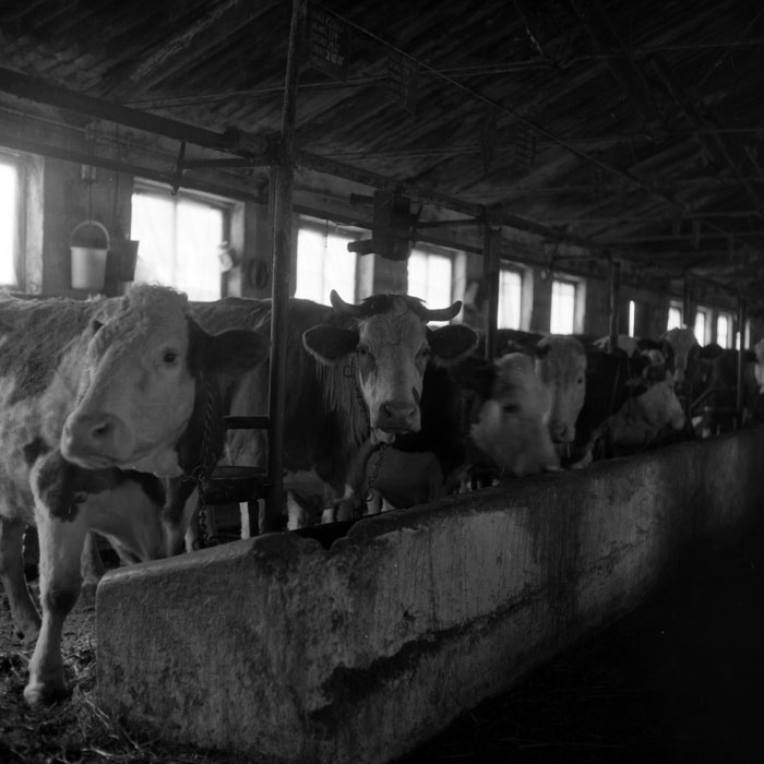 minerva_1988_agrar_c6r5_022