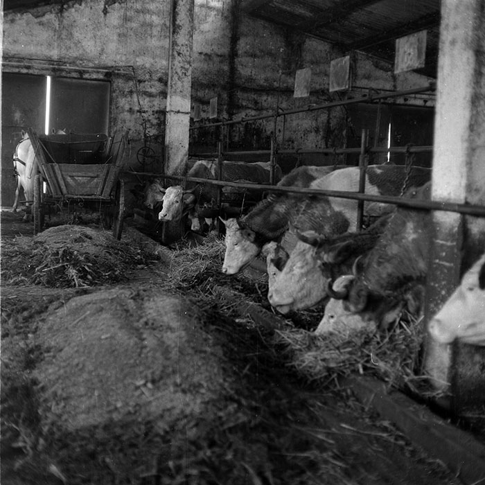 minerva_1988_agrar_c6r5_025