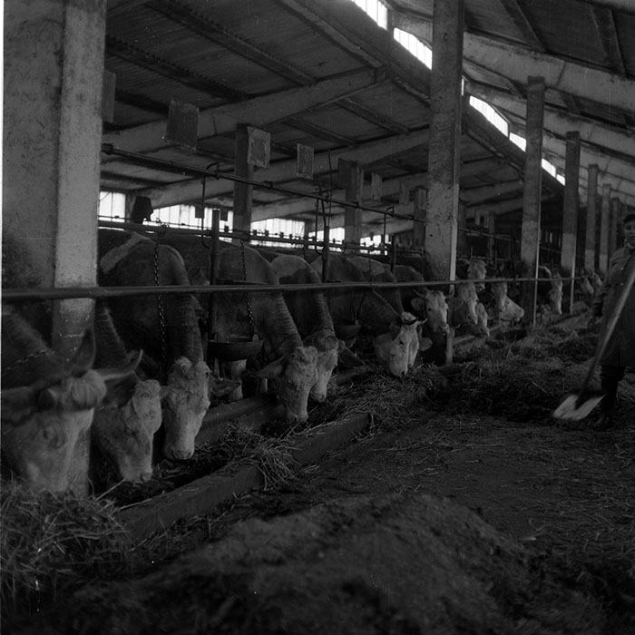 minerva_1988_agrar_c6r5_026