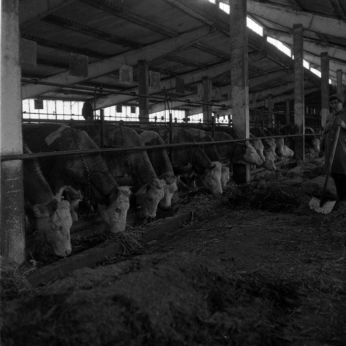 minerva_1988_agrar_c6r5_027