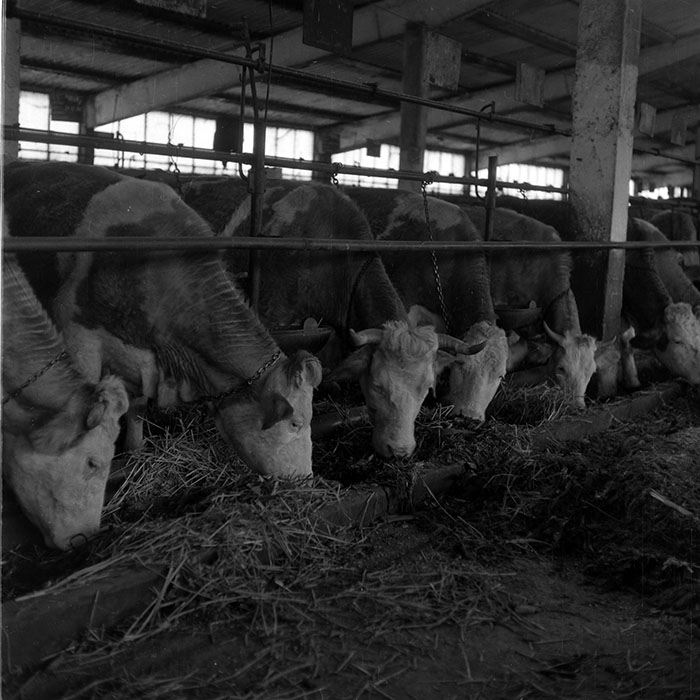 minerva_1988_agrar_c6r5_030