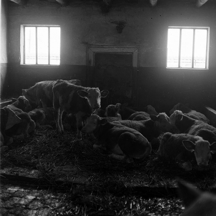 minerva_1988_agrar_c6r5_034