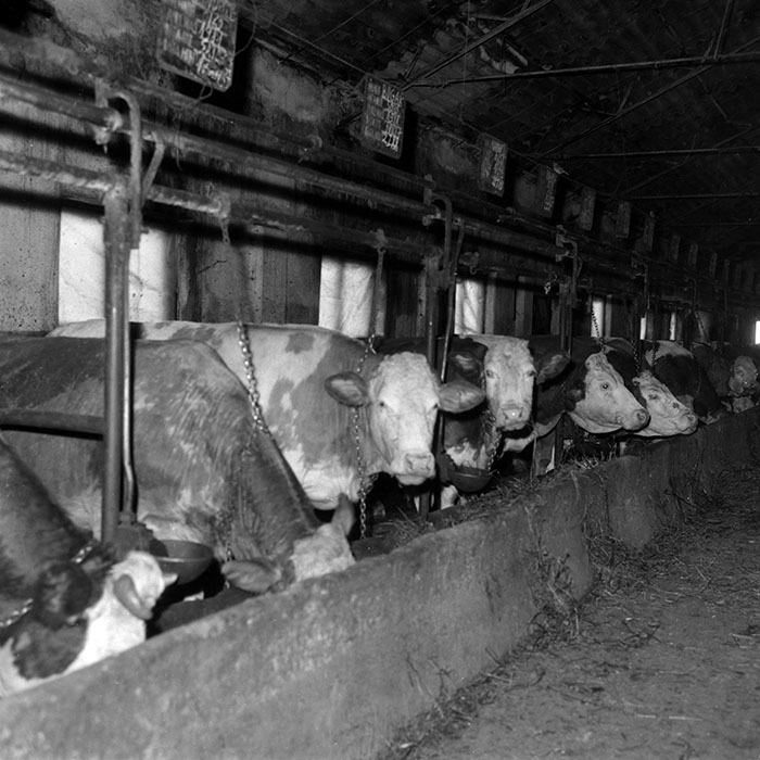 minerva_1988_agrar_c6r5_037