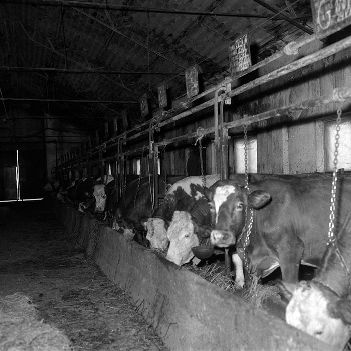 minerva_1988_agrar_c6r5_038