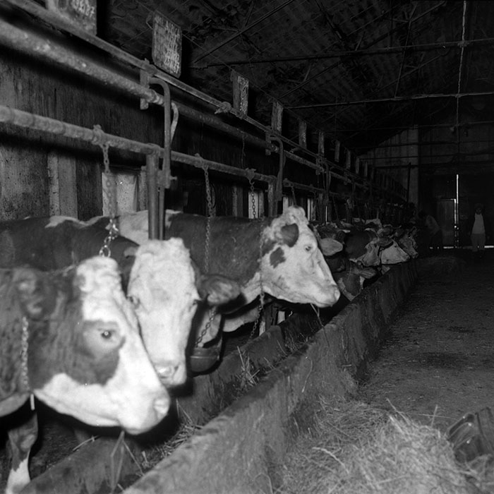 minerva_1988_agrar_c6r5_039