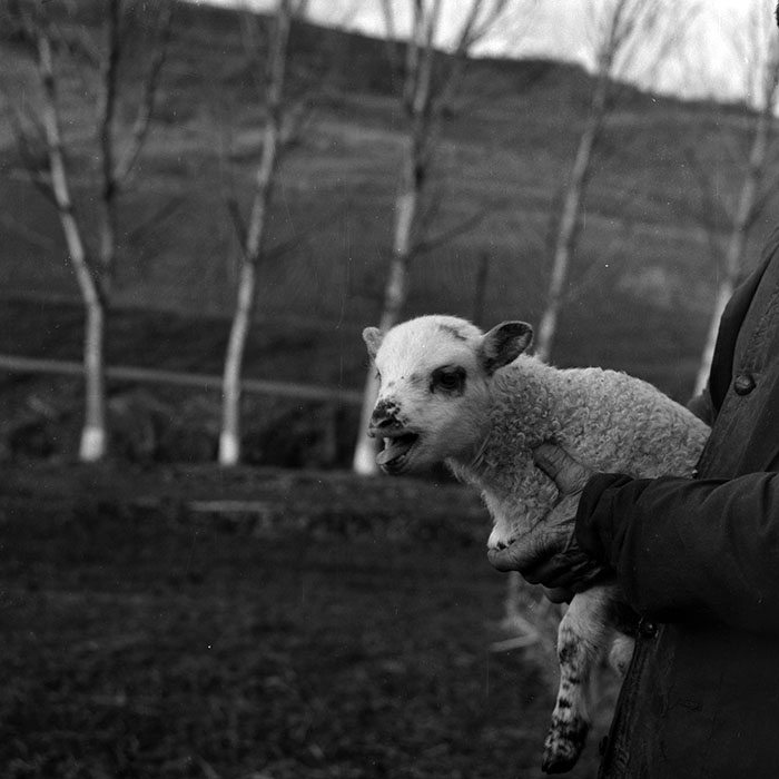 minerva_1988_agrar_c6r5_043