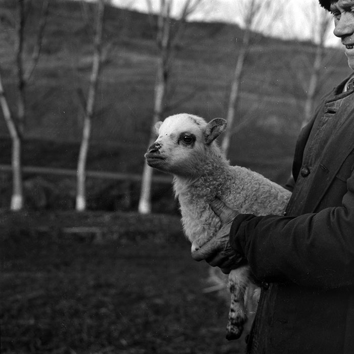 minerva_1988_agrar_c6r5_044