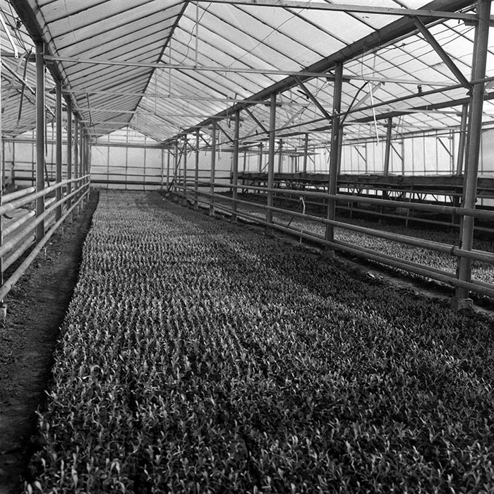 minerva_1988_agrar_c6r5_048