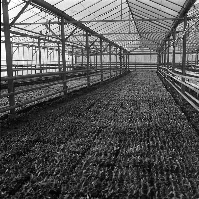 minerva_1988_agrar_c6r5_049