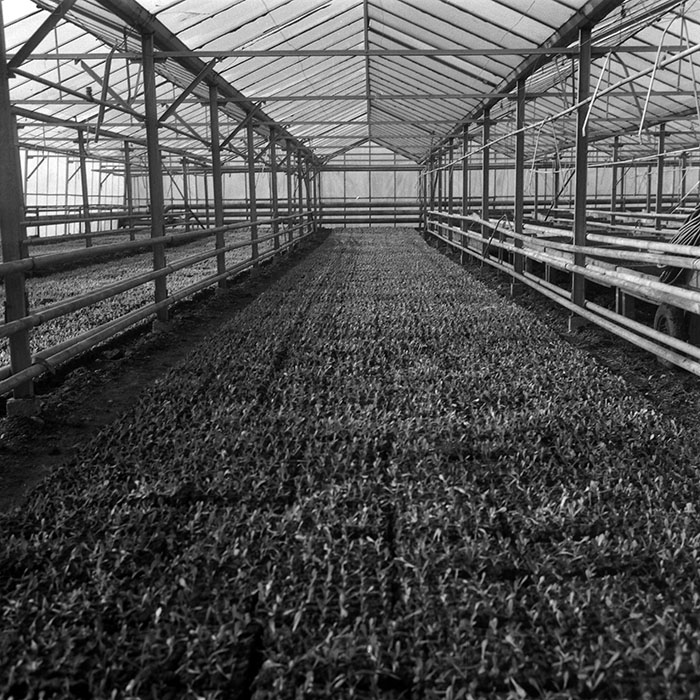 minerva_1988_agrar_c6r5_050