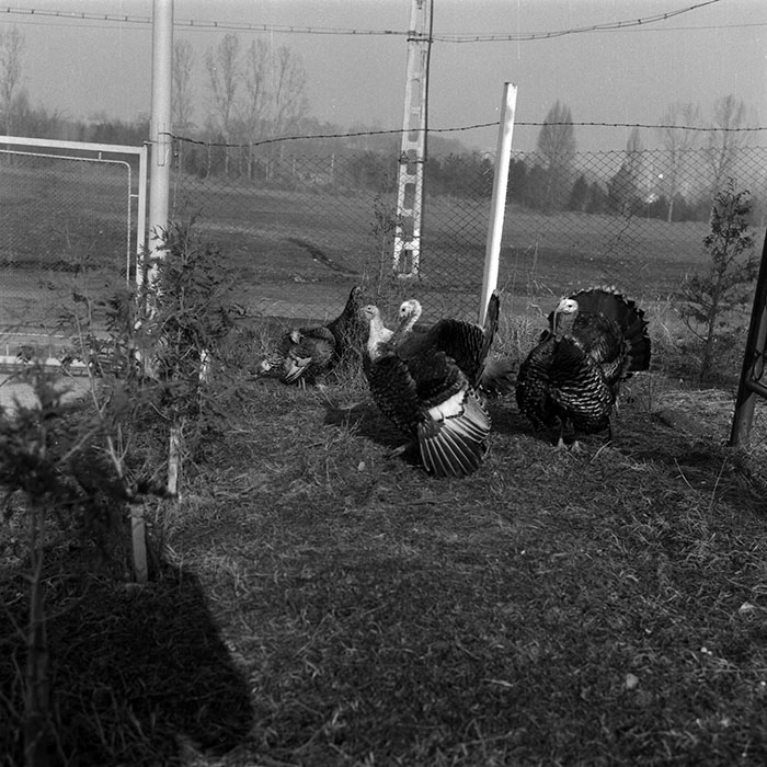 minerva_1988_agrar_c6r5_051