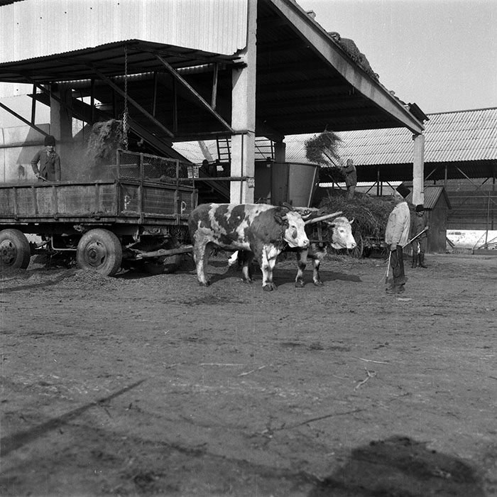 minerva_1988_agrar_c6r5_052