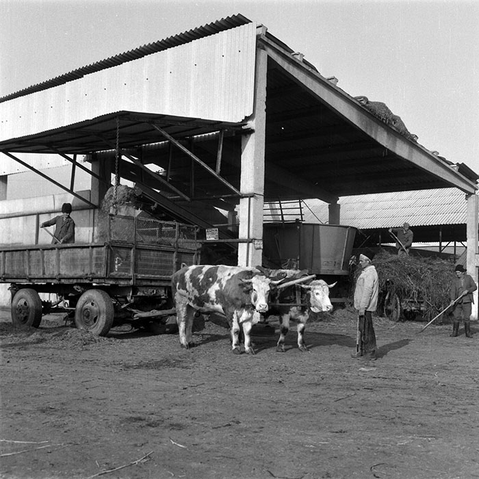 minerva_1988_agrar_c6r5_053