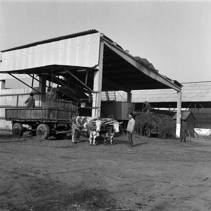 minerva_1988_agrar_c6r5_054