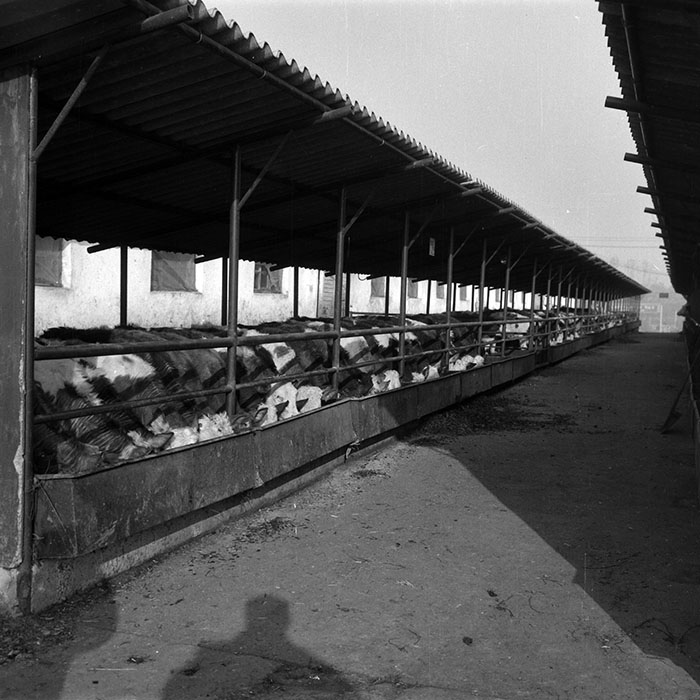 minerva_1988_agrar_c6r5_056