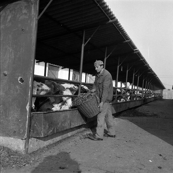 minerva_1988_agrar_c6r5_058