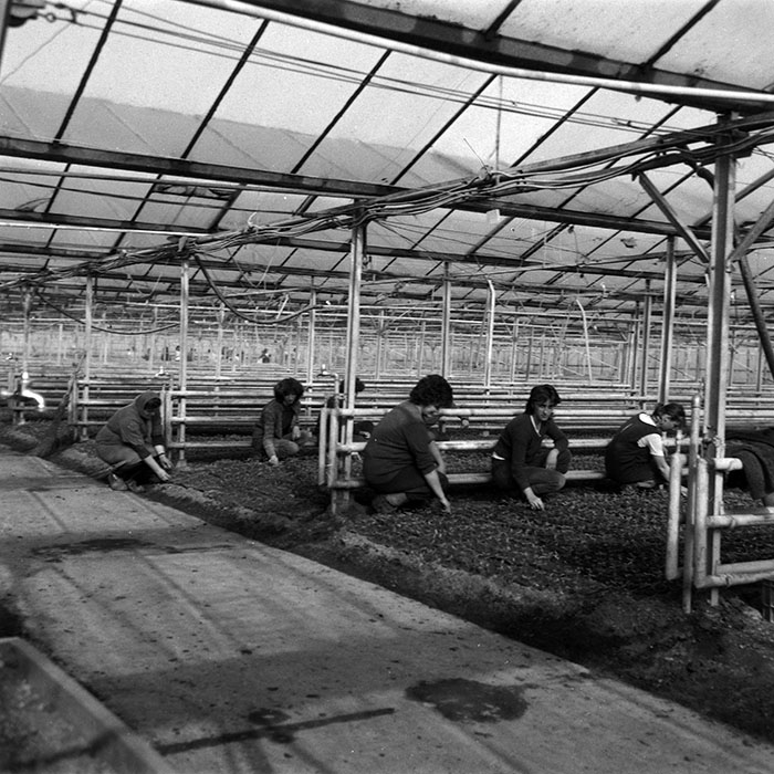 minerva_1988_agrar_c7r1_001