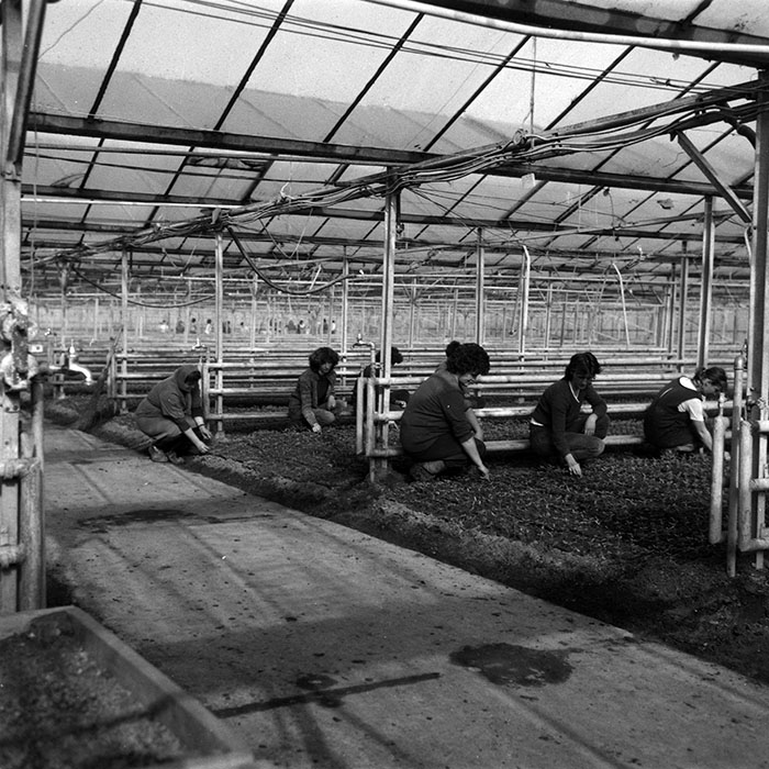 minerva_1988_agrar_c7r1_002