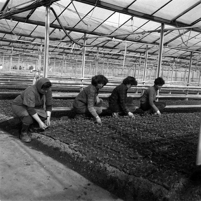 minerva_1988_agrar_c7r1_003