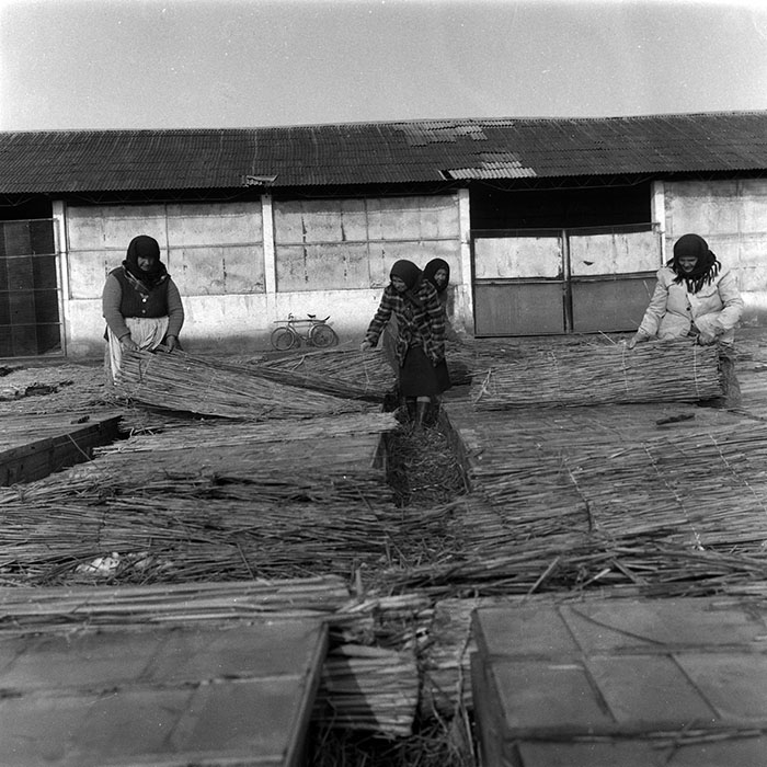 minerva_1988_agrar_c7r2_006