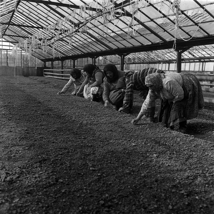 minerva_1988_agrar_c7r2_009