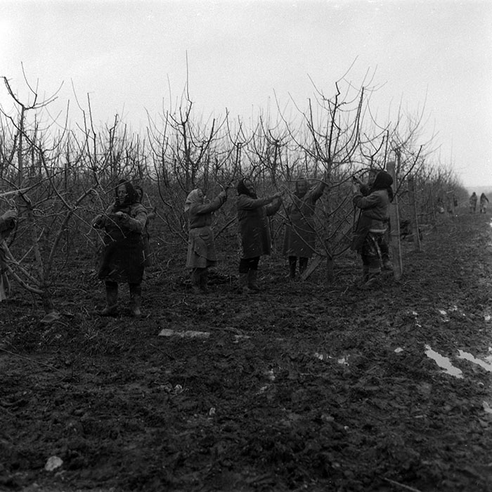 minerva_1988_agrar_c7r3_003