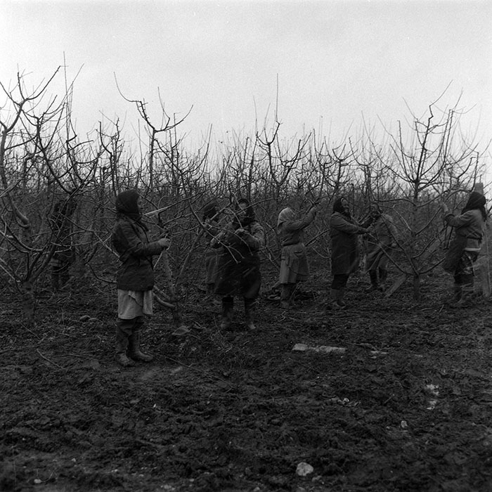 minerva_1988_agrar_c7r3_005