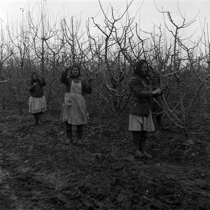 minerva_1988_agrar_c7r3_006