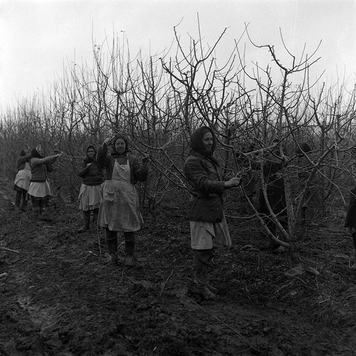 minerva_1988_agrar_c7r3_007