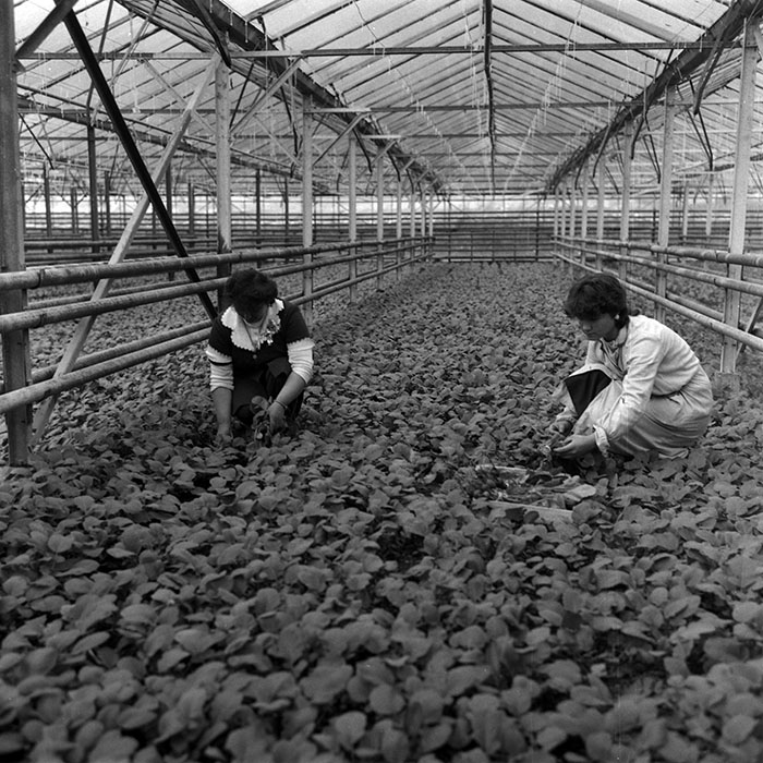 minerva_1988_agrar_c7r3_008