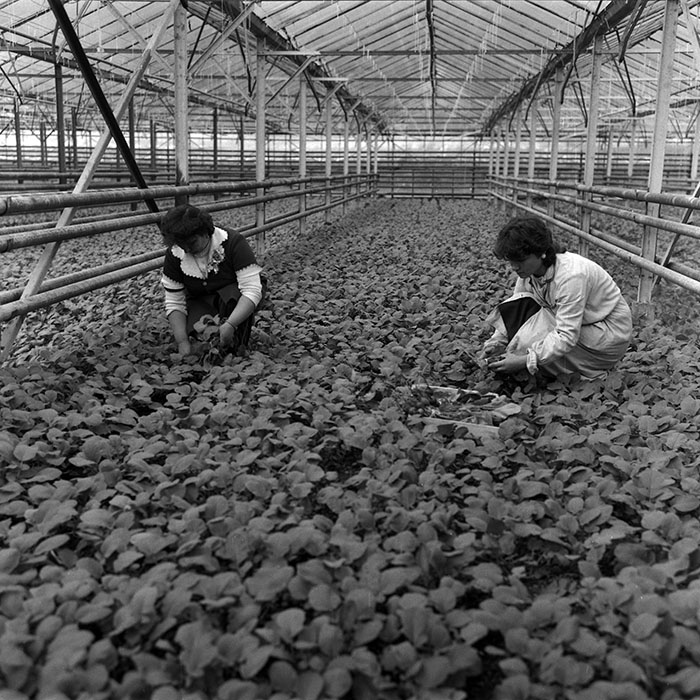 minerva_1988_agrar_c7r3_009