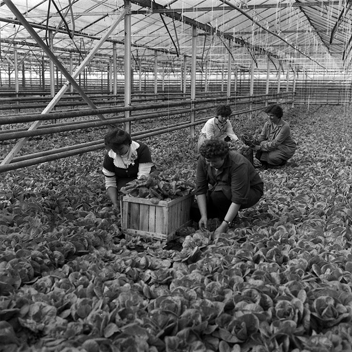 minerva_1988_agrar_c7r3_011