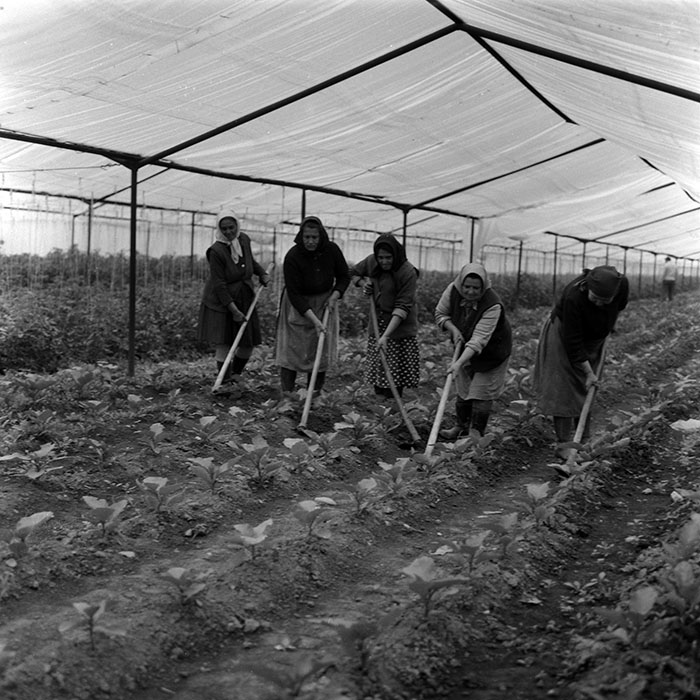 minerva_1988_agrar_c7r4_001