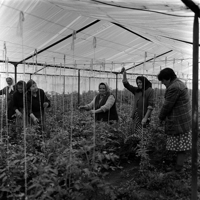 minerva_1988_agrar_c7r4_003