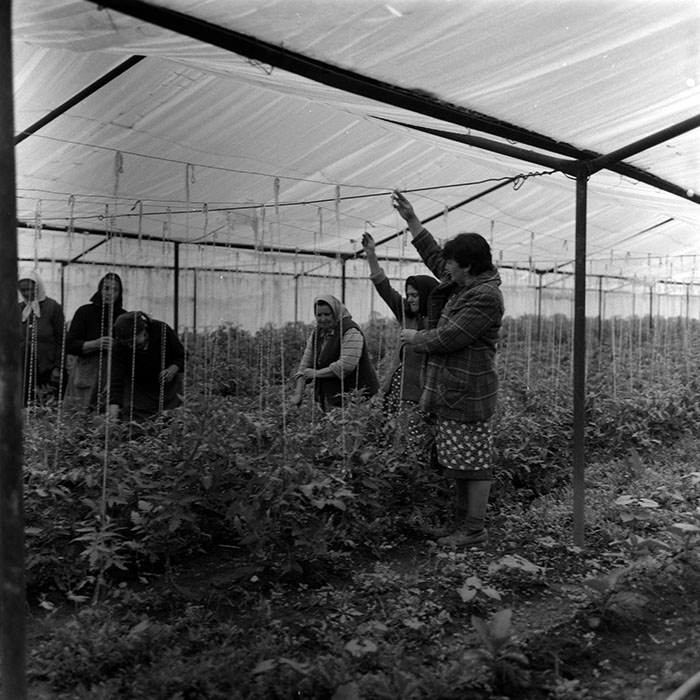 minerva_1988_agrar_c7r4_004