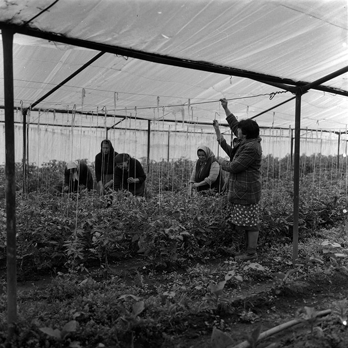 minerva_1988_agrar_c7r4_005