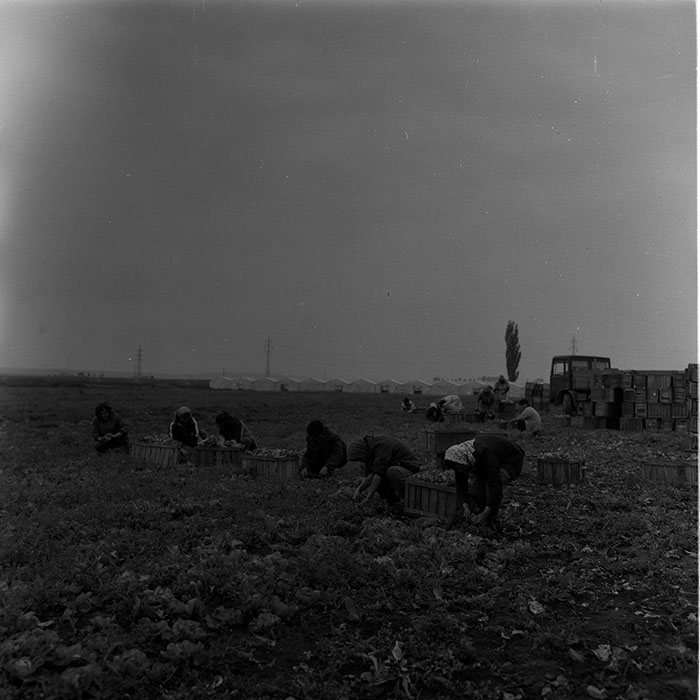 minerva_1988_agrar_c7r4_010