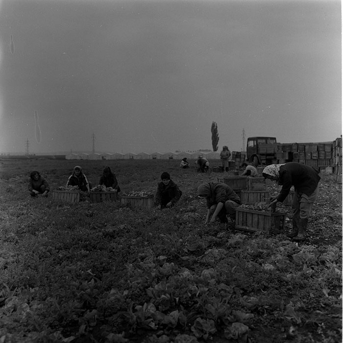 minerva_1988_agrar_c7r4_011