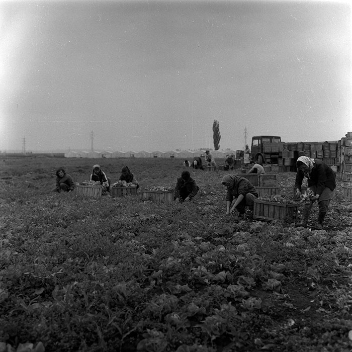 minerva_1988_agrar_c7r4_012