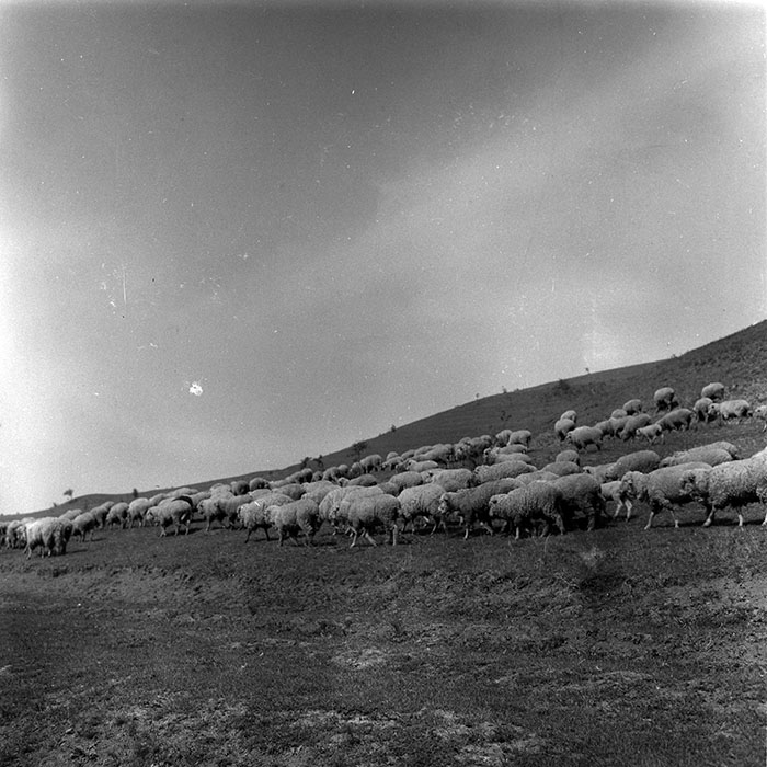 minerva_1988_agrar_c7r4_014