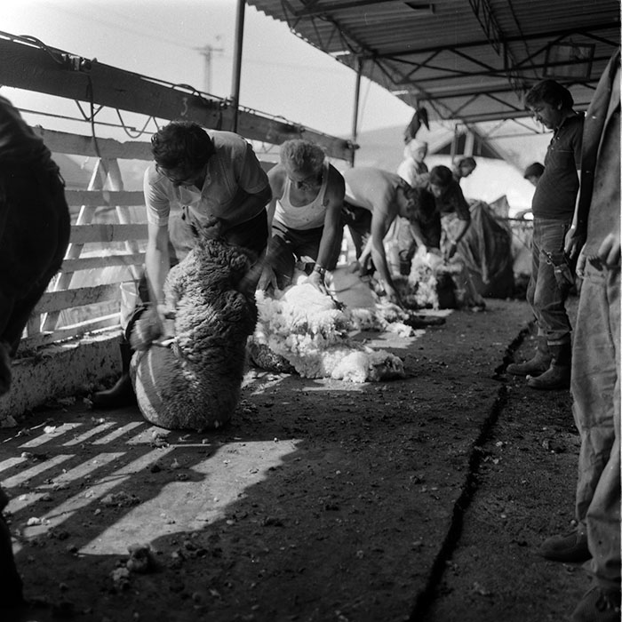 minerva_1988_agrar_c7r4_016