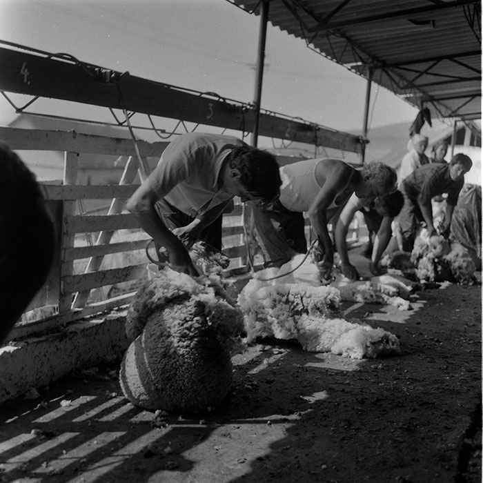 minerva_1988_agrar_c7r4_017