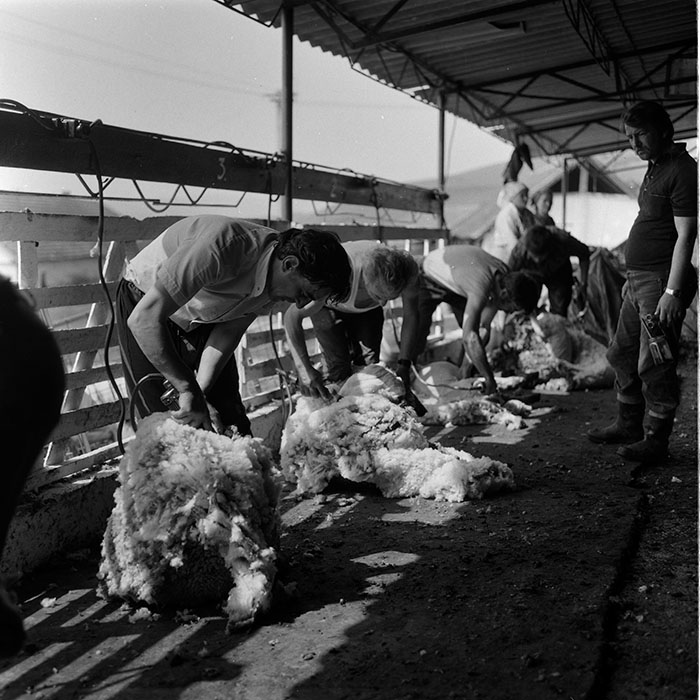 minerva_1988_agrar_c7r4_018