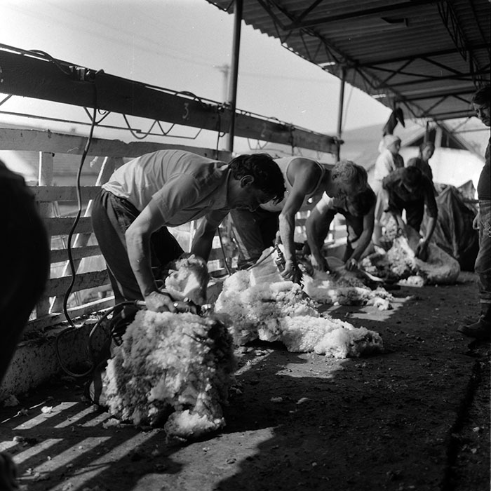 minerva_1988_agrar_c7r4_019