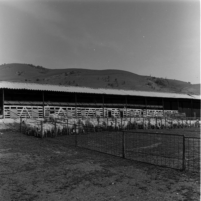 minerva_1988_agrar_c7r4_021